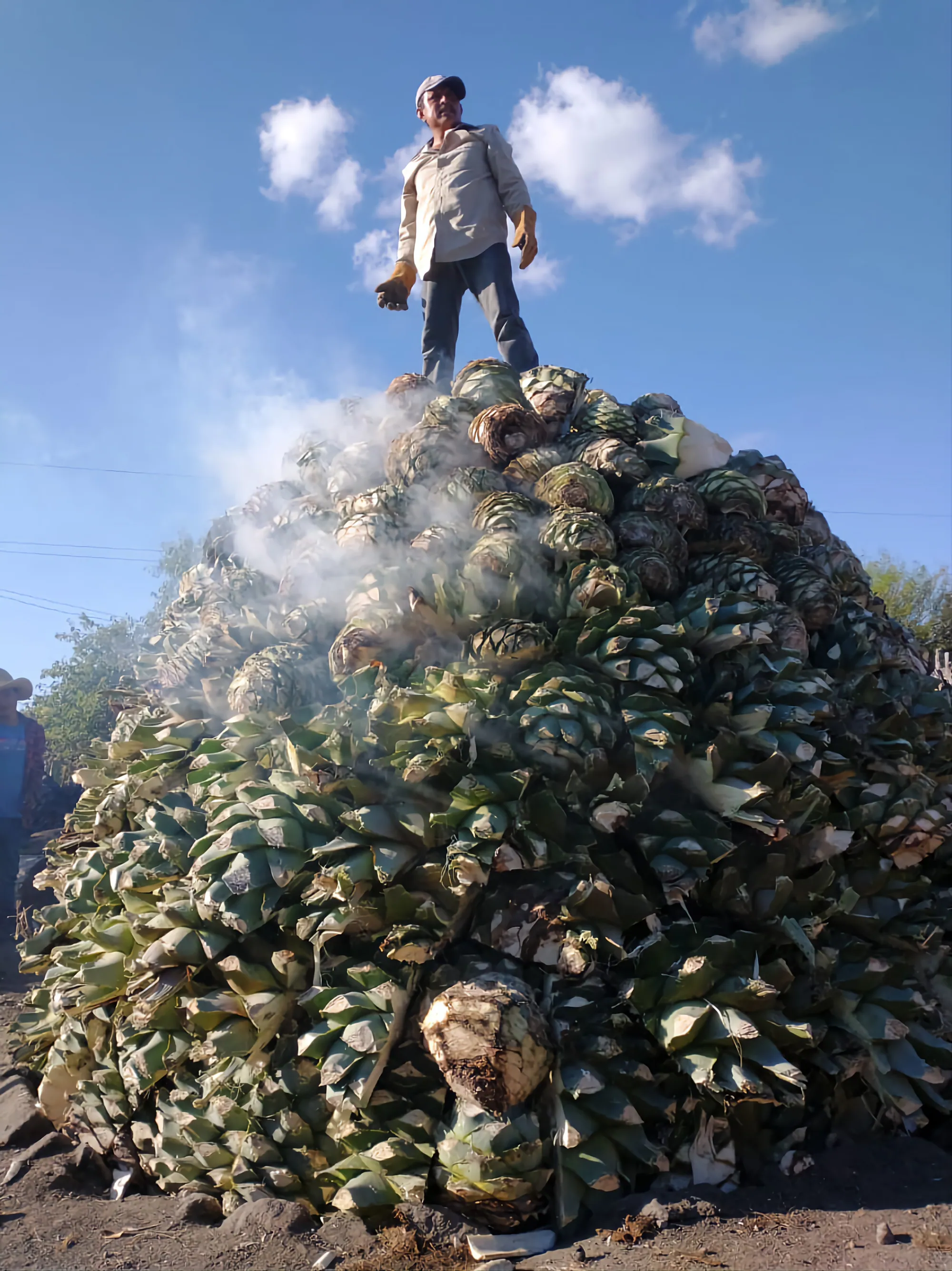 Agave harvester atop a mound of harvested piñas