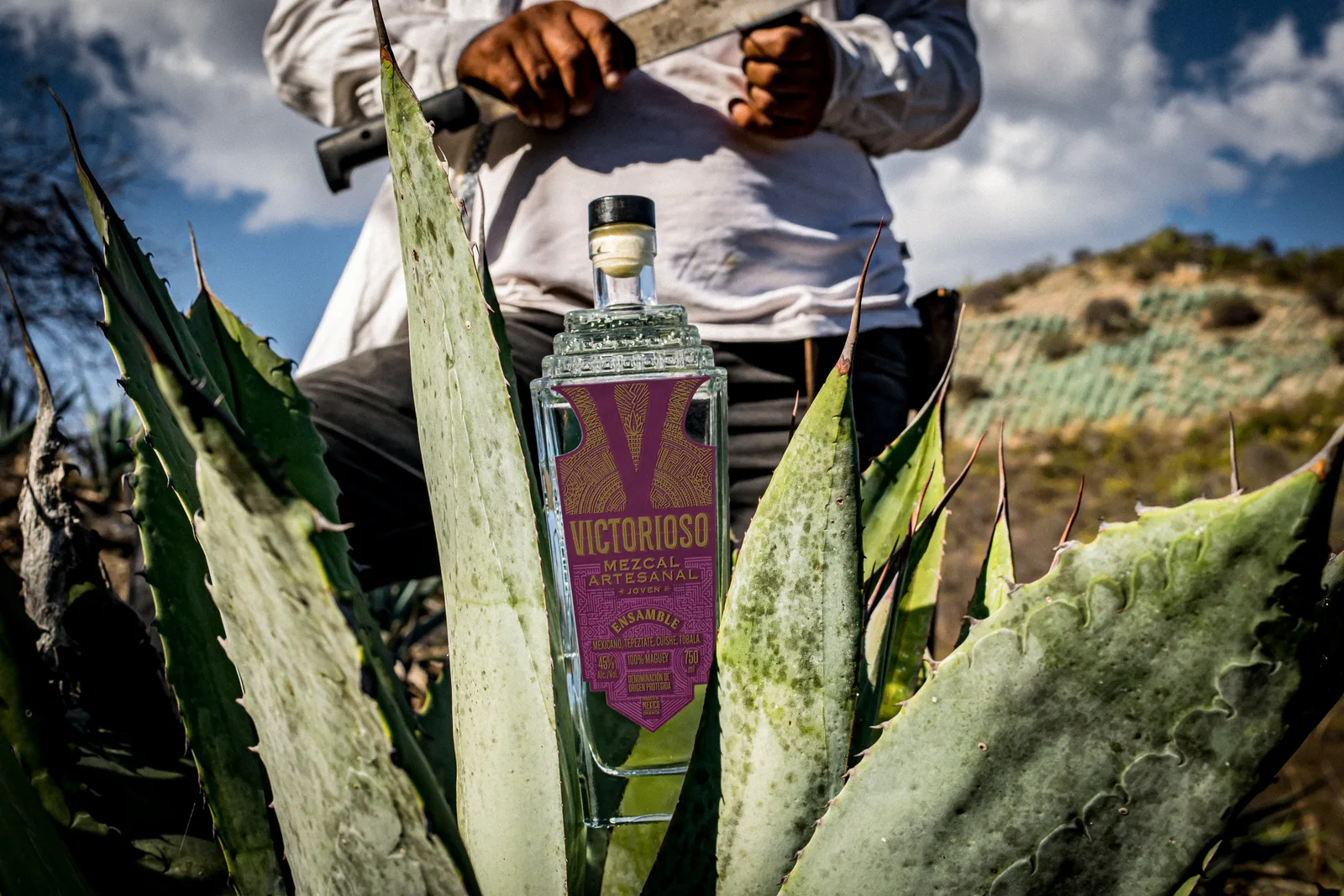 Decoding Agave — A Master's Guide to Espadín, Tobalá, Cuishe, and Wild Varieties