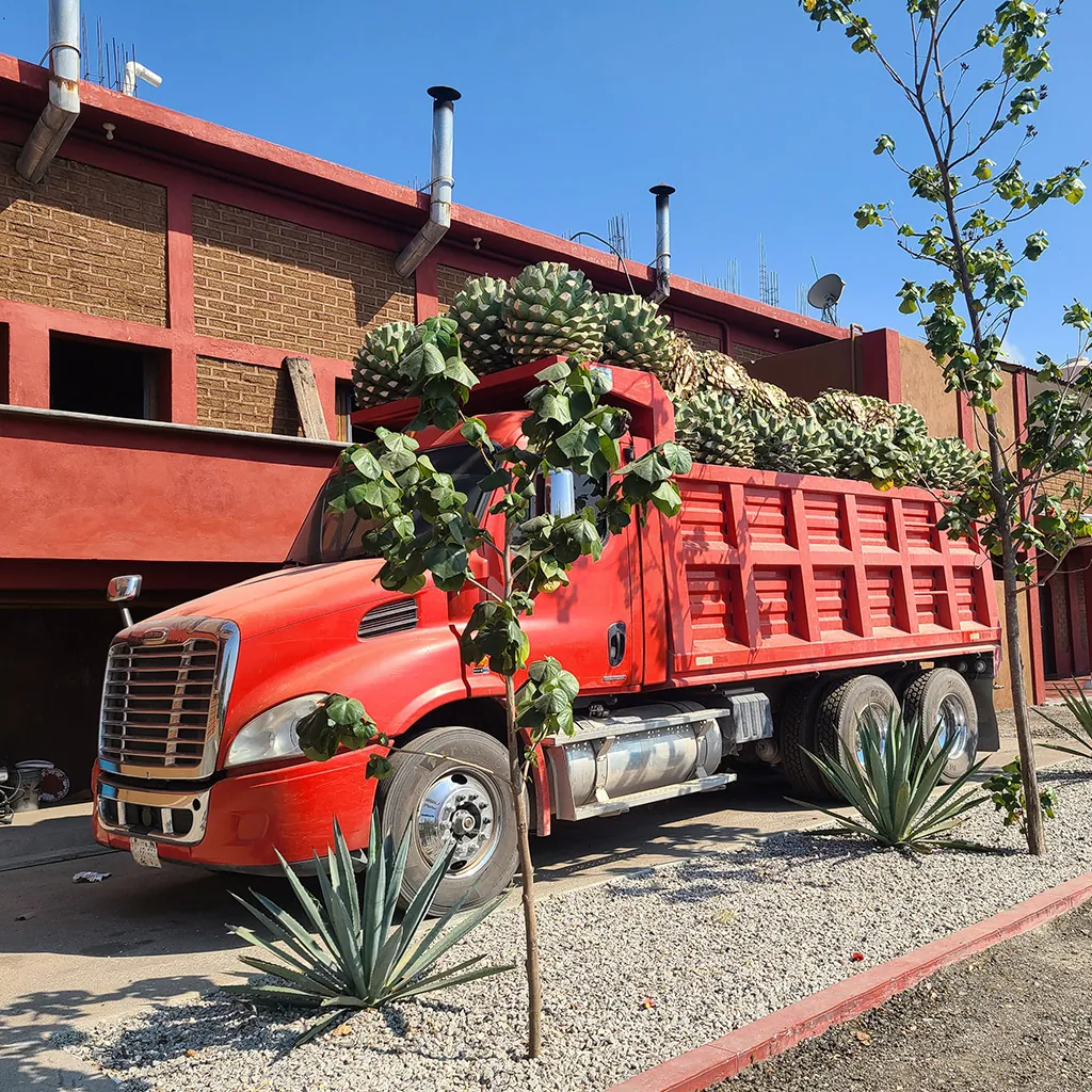 Exploring Agave Flavors: A Journey Through Victorioso Mezcal's Unique Profiles